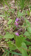 Pulmonaria obscura