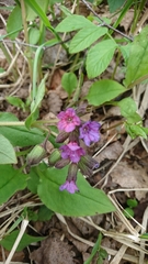 Pulmonaria obscura