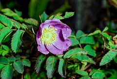 Rosa pendulina
