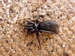 Scotophaeus quadripunctatus