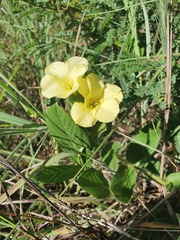 Barleria ovata
