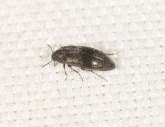 Melandryidae