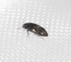 Melandryidae