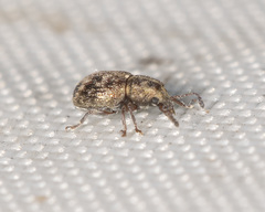 Xynotropis