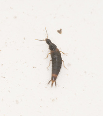 Quedius stenocephalus