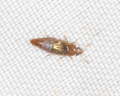 Austrolophrum cribriceps