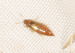 Austrolophrum cribriceps