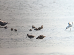 Limnodromus semipalmatus