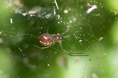 Microlinyphia sterilis