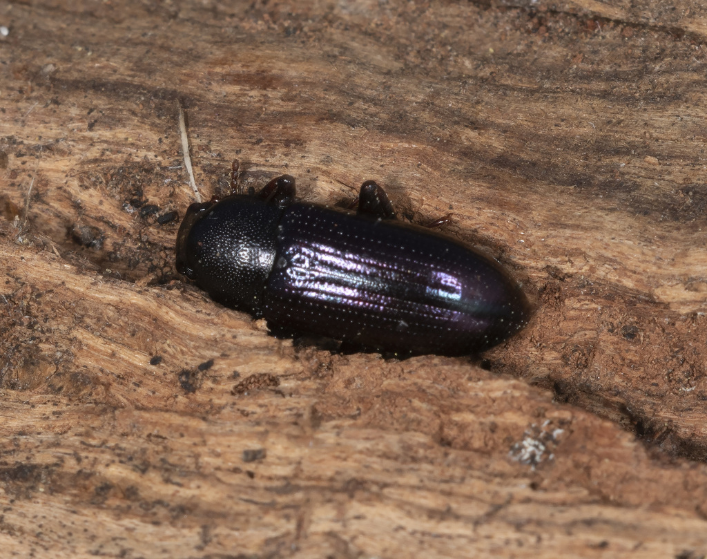 Tetragonomenes