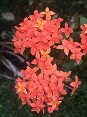 Ixora coccinea