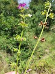 Syncolostemon bracteosus