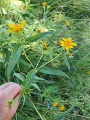 Aspilia mossambicensis