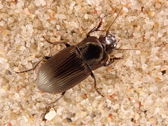 Anisodactylus signatus