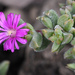Delosperma brunnthaleri - Photo (c) Marie Delport, some rights reserved (CC BY-NC), uploaded by Marie Delport