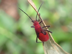 Leptocoris vicinus