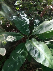 Scadoxus multiflorus katharinae