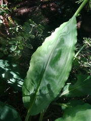 Scadoxus multiflorus katharinae