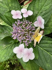 Hydrangea serrata yesoensis