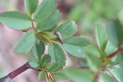 Speudotettix subfusculus