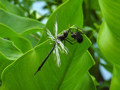 Somatochlora williamsoni