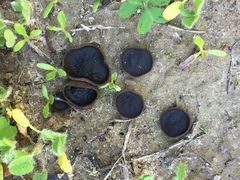 Plicaria endocarpoides