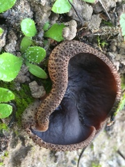 Plicaria endocarpoides