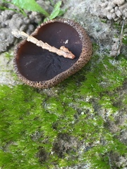 Plicaria endocarpoides