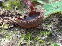 Plicaria endocarpoides