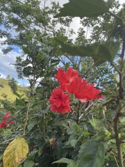 Hibiscus × archeri