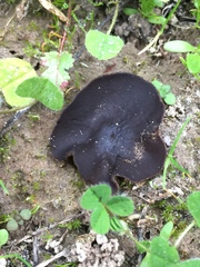 Plicaria endocarpoides