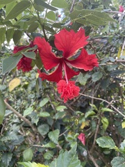 Hibiscus × archeri