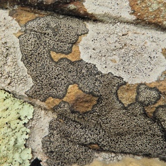 Rhizocarpon eupetraeum