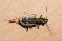 Neocicindela latecincta