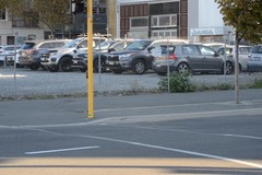 Senecio quadridentatus