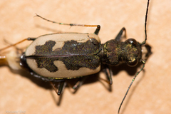 Neocicindela latecincta