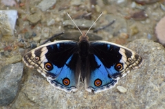 Junonia orithya