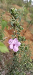 Barleria mysorensis