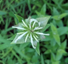 Monarda luteola