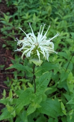 Monarda luteola