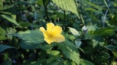 Kerria japonica