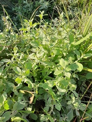 Helichrysum panduratum