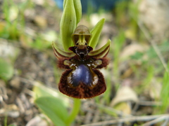 Ophrys speculum