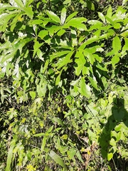 Cussonia zuluensis