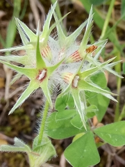 Trifolium stellatum image