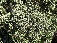 Phylica axillaris maritima