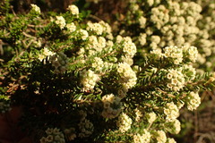 Phylica axillaris maritima