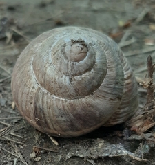 Helix lucorum