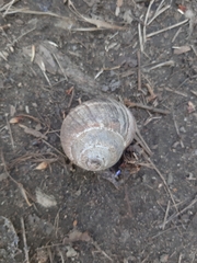 Helix lucorum