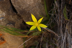 Empodium gloriosum